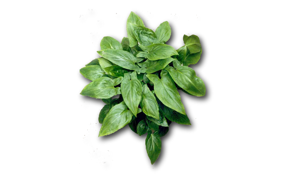keladi-tikus-plant